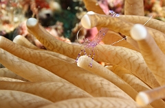 Raja Ampat 2016 - Periclimenes sarasvati or tosa - Sarasvati anemone shrimp - Crevette commensale des anemones -  IMG_4065_rc